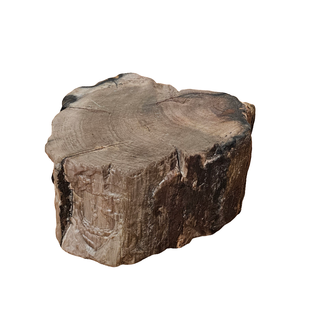 Petrified Wood