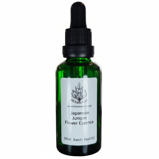 Japanese Juniper Tree Essence