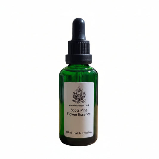 Scots Pine Tree Essence