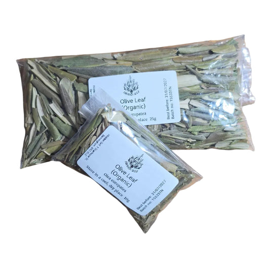 Olive Leaf (Olea europatea)